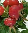 DOG ROSE PARTS