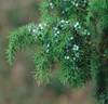 JUNIPER FLOWERING TIME