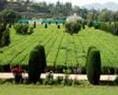 SUIZHOU YUNFENGSHAN TEA FARM