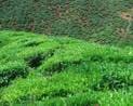 TATA TEA LIMITED