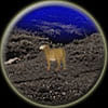 ARIES COMPATIBILITY