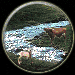 Aries-Taurus Compatibility