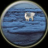 capricorn