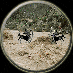 Sagittarius-Sagittarius Compatibility