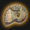 Ammonite Birthstone
