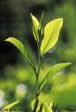 green tea -cancer cure