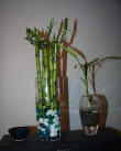 bamboo shoot