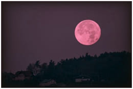 Pink Moon