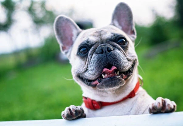 Numerology and Dog's Personality