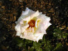 Cancer White Rose