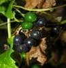 BRYONY FLOWERS