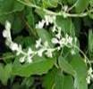 FOTI ROOT LEAVES