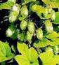 HOPS FLOWERS