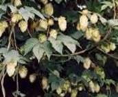 HOPS HUMULUS LUPULUS