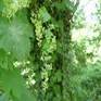 HOPS LUPULUS