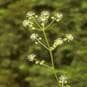 SARSAPARILLA LEAVES