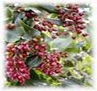 SARSAPARILLA SMILAX