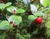 SQUAW VINE MITCHELLA REPENS