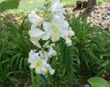 LILIUM CANDIDUM