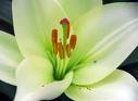 LILY FLOWER1