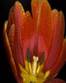 TULIP FLOWERS3