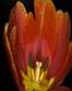 TULIP FLOWERS3