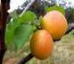 APRICOT FRUITS1