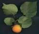 APRICOT FRUITS3