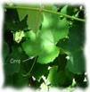 GRAPES FRUITS1