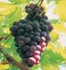 GRAPES FRUITS3