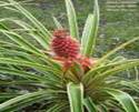 PINEAPPLE ANANAS COMOSUS