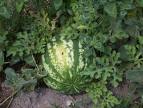 WATERMELON CITRULLUS LANATUS