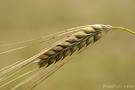 BARLEY GRAINS1