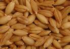 BARLEY GRAINS2