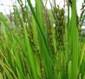 RICE GRAINS3