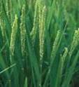 RICE ORYZA SATIVA