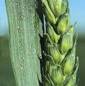 WHEAT FLOWERS