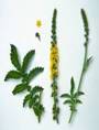 AGRIMONY-FLOWERS