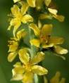 AGRIMONY FLOWERING SEASON