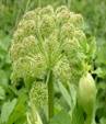 ANGELICA ARCHANGELICA