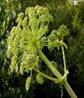 ANGELICA HERBS1