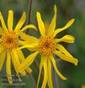 ARNICA HERBS1