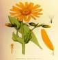 ARNICA HERBS2