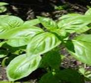 BASIL OCIMUM BASILICUM