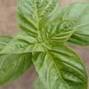 BASIL PARTS1