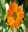 CALENDULA FLOWER