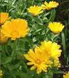 CALENDULA OFFICINALIS