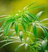 CANNABIS SATIVA