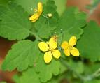 CELENDINE CHELIDONIUM MAJUS