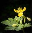 CELENDINE HERBS1